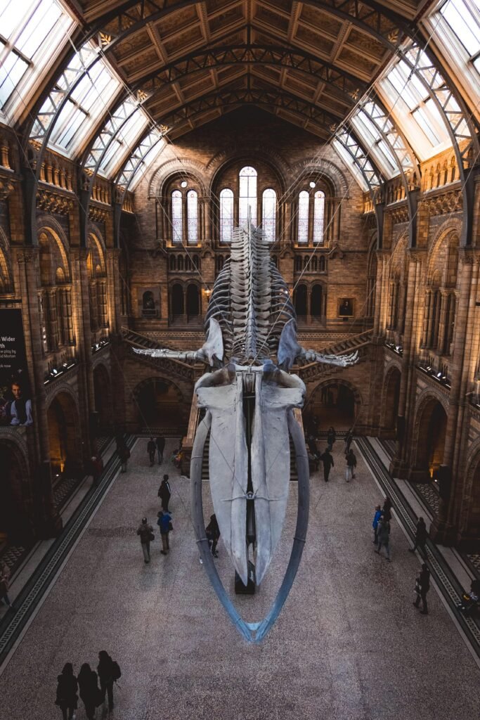 View of the iconic blue whale skeleton exhibit in London's Natural History Museum.